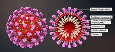 coronavirus structure ca